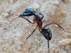 Camponotus barbaricus