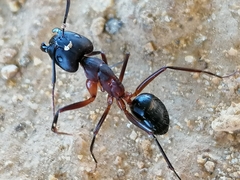 Camponotus barbaricus