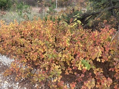 Rhus aromatica aromatica