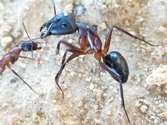 Camponotus barbaricus