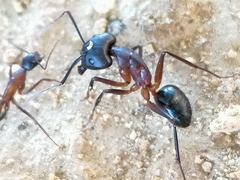 Camponotus barbaricus