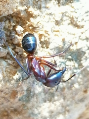 Camponotus barbaricus