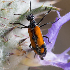 Eupompha elegans