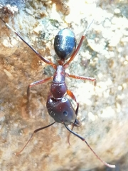 Camponotus barbaricus