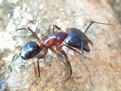 Camponotus barbaricus