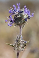 Salvia carduacea