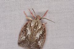 Euchaetis
