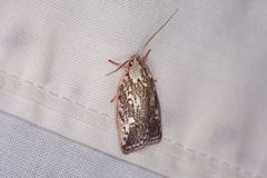Euchaetis