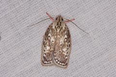 Euchaetis