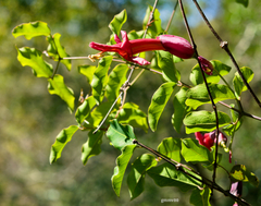 Dolichandra cynanchoides