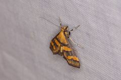 Metallarcha diplochrysa