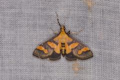 Metallarcha diplochrysa