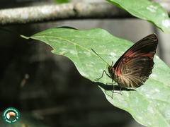 Adelpha lycorias