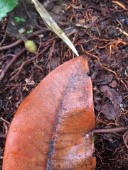 Ocotea caesariata