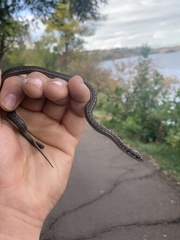 Thamnophis elegans vagrans