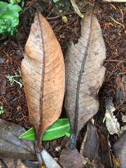 Ocotea caesariata