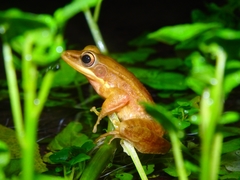 Chalcorana chalconota