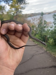 Thamnophis elegans vagrans