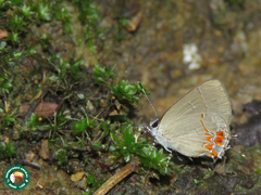 Calycopis janeirica