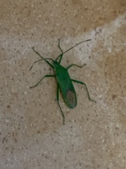 Homoeocerus graminis