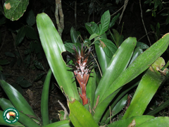 Billbergia pyramidalis