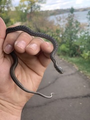 Thamnophis elegans vagrans