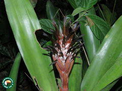 Billbergia pyramidalis