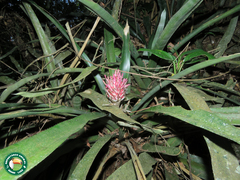 Quesnelia quesneliana