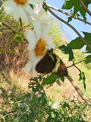 Pereute charops charops