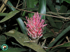 Quesnelia quesneliana