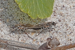 Anabarhynchus maritimus