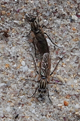 Anabarhynchus maritimus