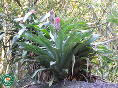 Quesnelia quesneliana