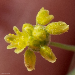 Eriogonum pusillum
