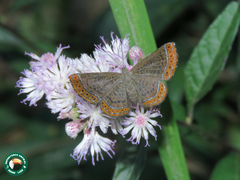 Calephelis aymaran