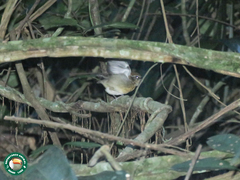 Conopophaga melanops