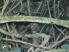 Conopophaga melanops