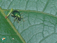 Colaspis laeta