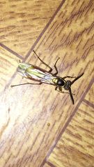 Apoica pallens image