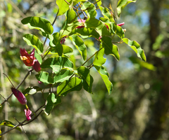 Dolichandra cynanchoides