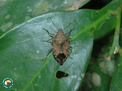 Podisus rostralis