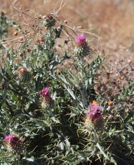 Cirsium ochrocentrum martinii