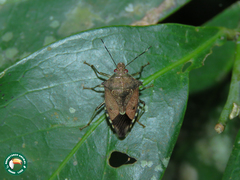 Podisus rostralis