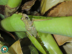 Scinax argyreornatus