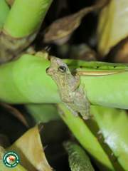 Scinax argyreornatus