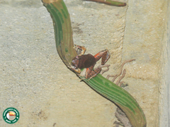 Physalaemus signifer