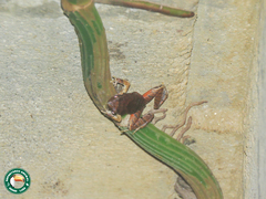 Physalaemus signifer