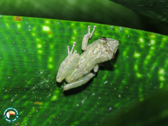 Scinax argyreornatus