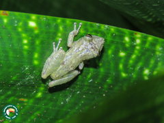 Scinax argyreornatus