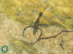 Macrobrachium potiuna